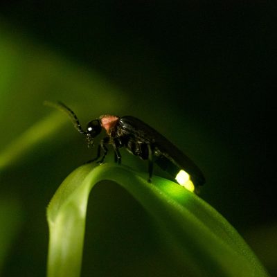 Kuala Selangor Fireflies Tour