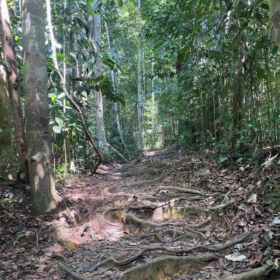 Taman Negara Jungle Trekking