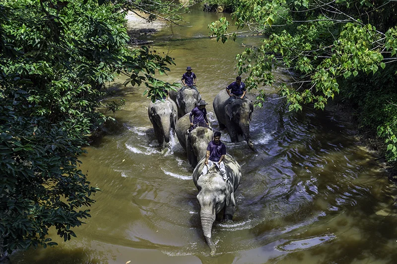 A group of elephants walking through a river at Kuala Gandah Elephant Sanctuary, guided by mahouts during their daily cleaning routine.