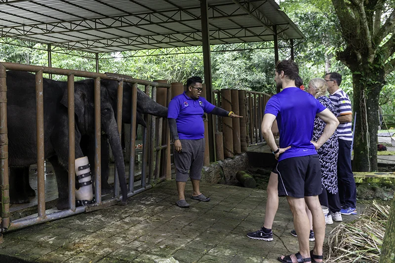 A guide at Malaysia Elephant Sanctuary explains to tourists about a rescued elephant that lost part of its leg due to a trap.