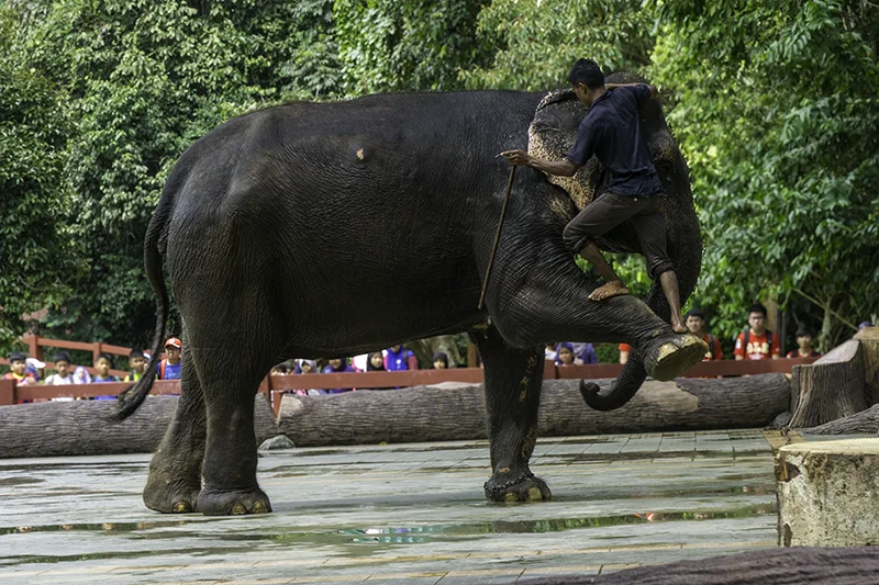 A mahout climbing onto an elephant during an educational presentation at the Malaysia Elephant Sanctuary in Kuala Gandah.