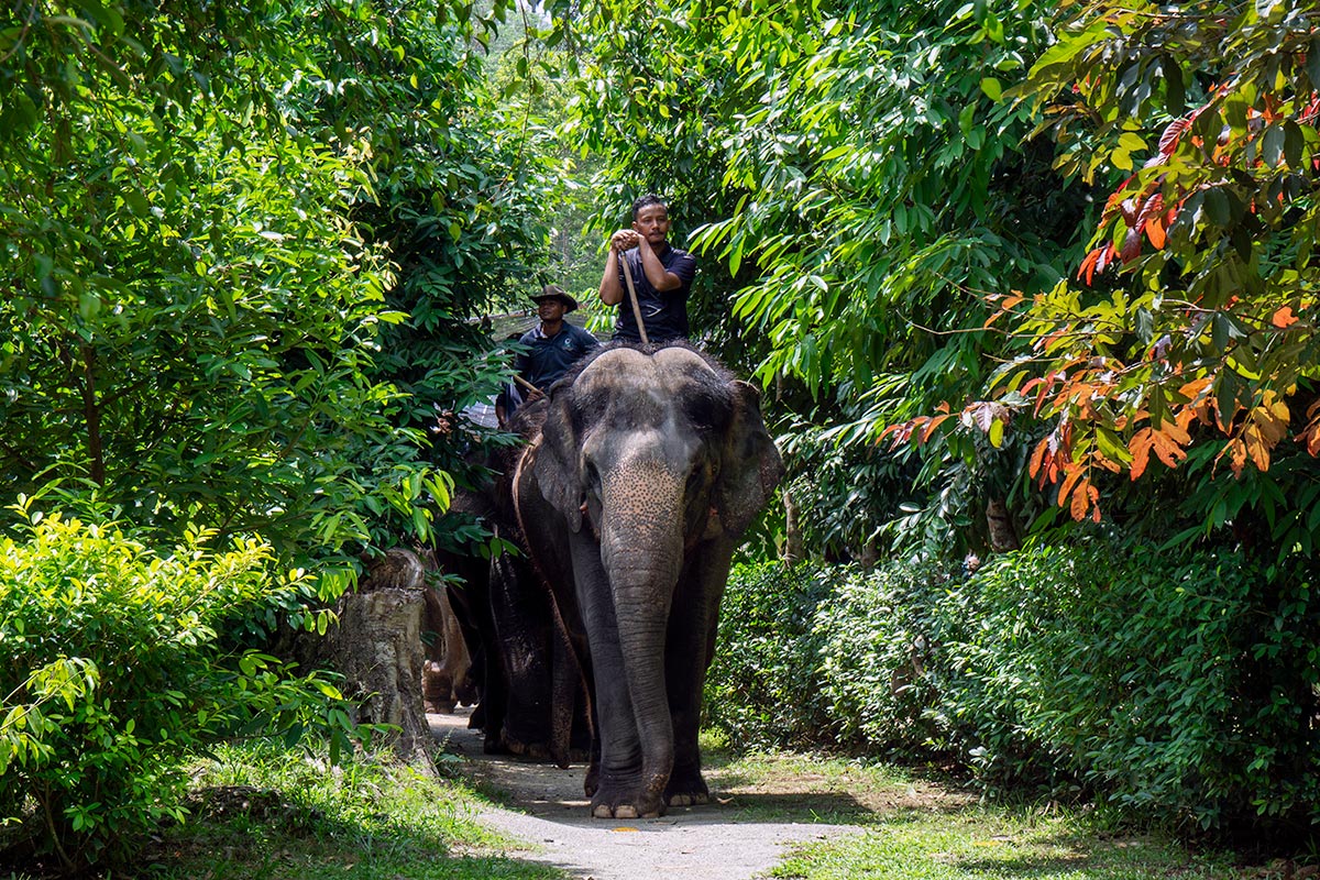 An elephant walking through a lush green forest trail at Malaysia Elephant Sanctuary in Kuala Gandah, guided by mahouts.