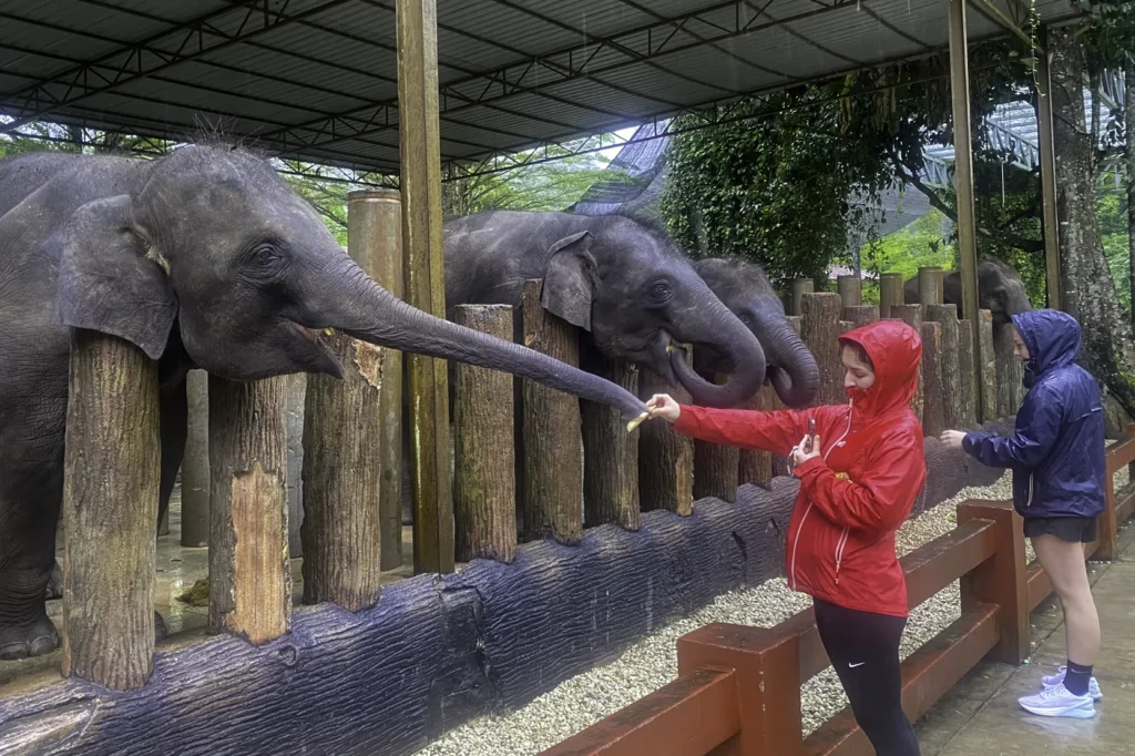 Two female tourists in raincoats feeding elephants during a rainy day at the Malaysia Elephant Sanctuary in Kuala Gandah.
