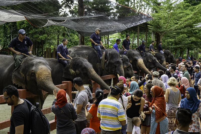 Crowds of local and international tourists feeding elephants during a public activity at the Malaysia Elephant Sanctuary in Kuala Gandah.