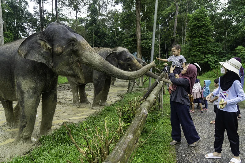 A Malaysian family feeds adult elephants from behind a wooden fence at the Malaysia Elephant Sanctuary in Kuala Gandah.