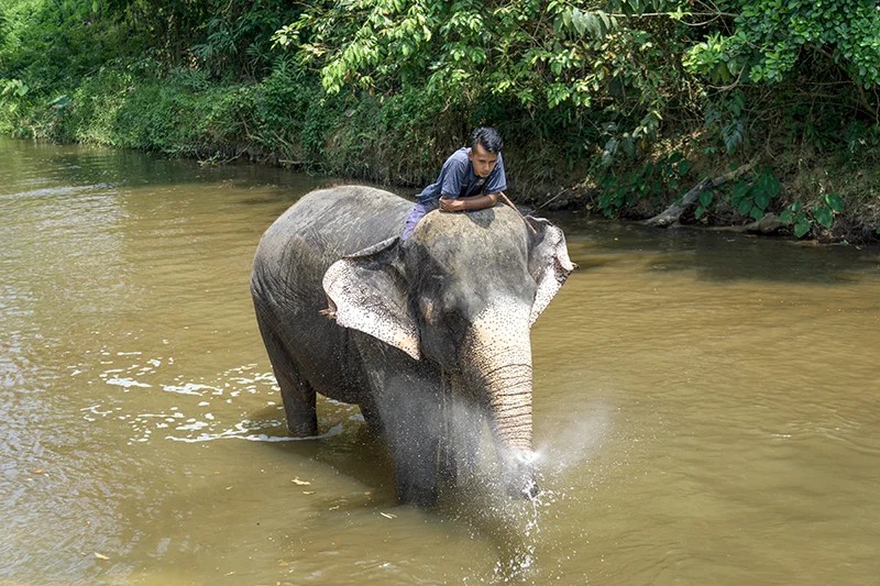 Elephant splashing water while being cleaned by an experienced mahout in the river at Malaysia Elephant Sanctuary.