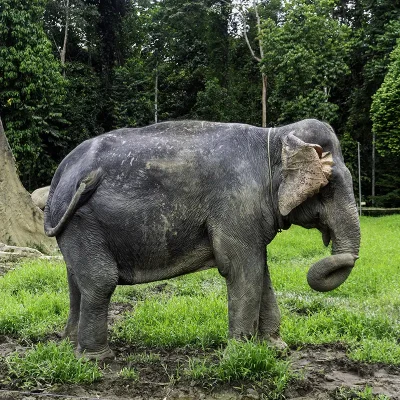 Elephant standing in a green field at Kuala Gandah, part of the Malaysia Elephant Sanctuary Tour experience.