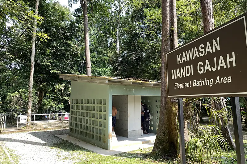 Elephant bathing gathering area at Kuala Gandah Elephant Sanctuary