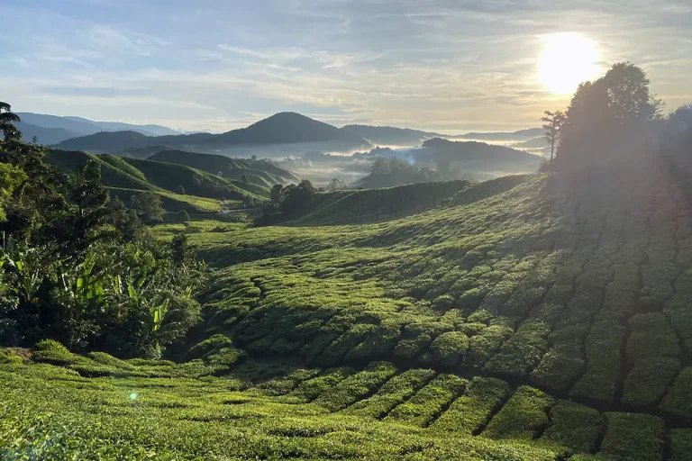 Early morning sunrise over BOH Tea Plantation Cameron Highlands