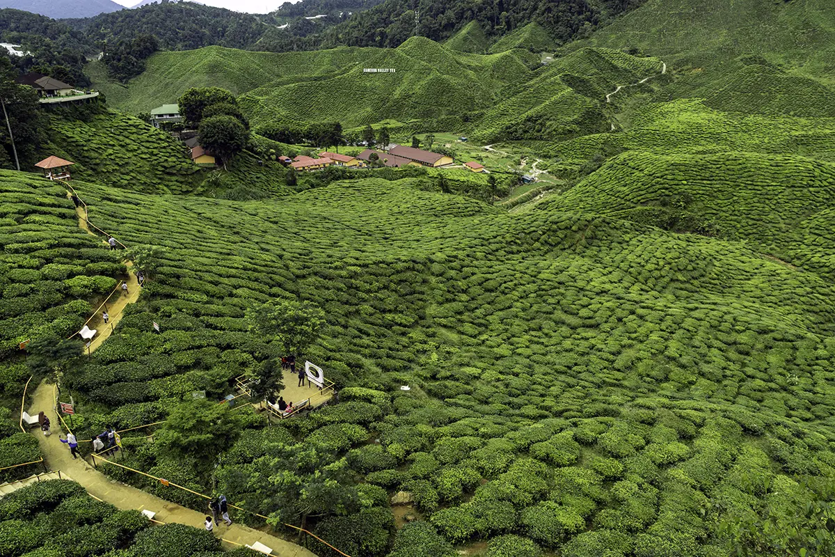 Bharat Tea Plantation in Cameron Highlands visited during a day trip from Kuala Lumpur