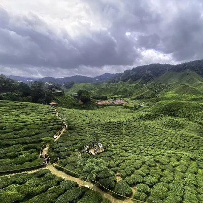 Scenic view of Bharat Tea Plantation visited during a Cameron Highlands day tour from Kuala Lumpur