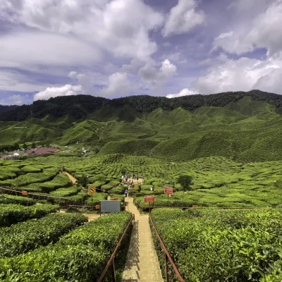 Bharat Tea Plantation stopover during KLIA to Cameron Highlands private transfer