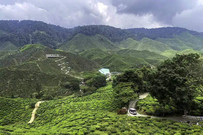 Scenic view of Cameron Valley Tea Plantation, one of the easy day trips from Kuala Lumpur for nature lovers.