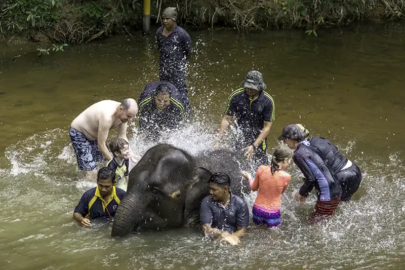 Tourists bathing a baby elephant under guide supervision at Kuala Gandah Elephant Sanctuary.