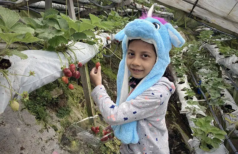 Picking fresh strawberries at a strawberry farm in Cameron Highlands, Malaysia