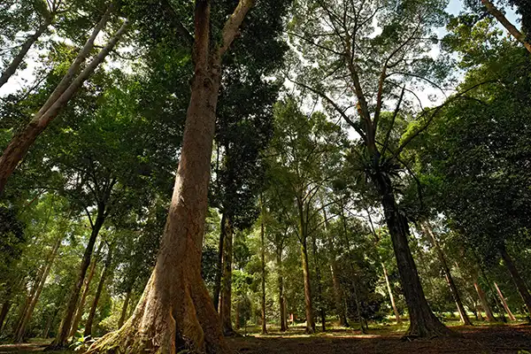 Tall trees forming a dense forest canopy at FRIM with sunlight filtering through the leaves