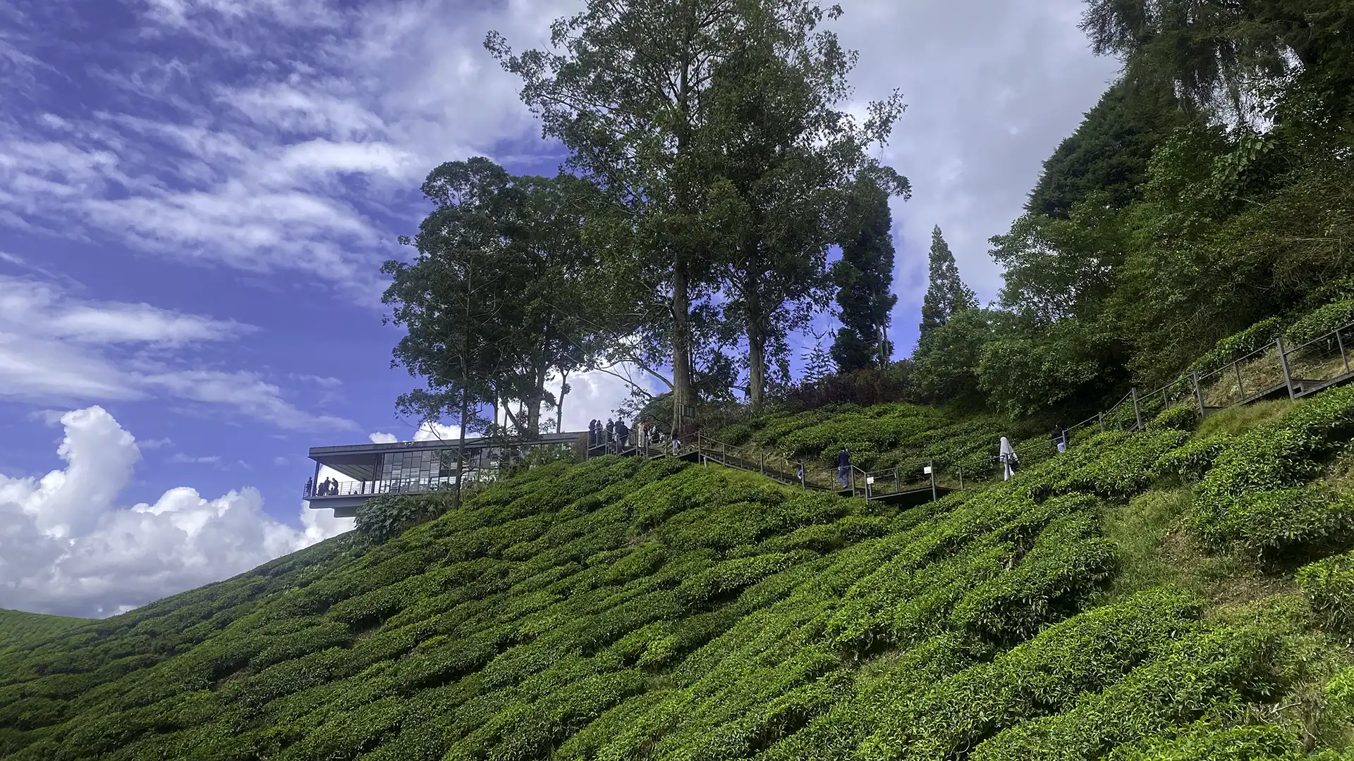 Tea plantations at Sungei Palas in Cameron Highlands, Pahang